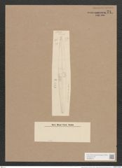 Navicula remota Grun. (de-Toni-Nr.: Genus 1, Species 28) Zeichnungen Sammlung Grunow Nr. 74 (NHMW-BOT-W0366274)